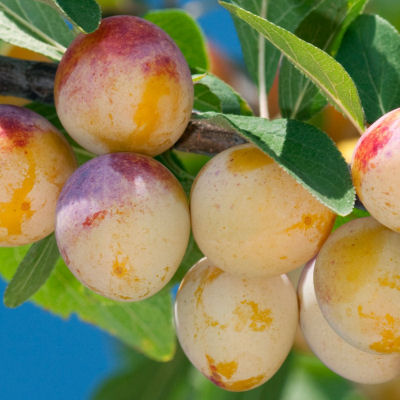 Prunus Mirabelle de Nancy